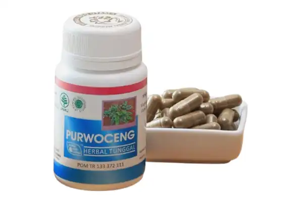 purwoceng kapsul